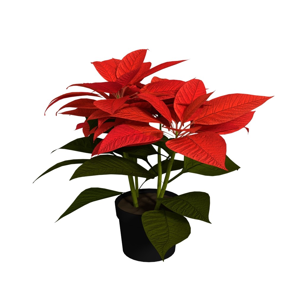 Poinsettia preview image 1